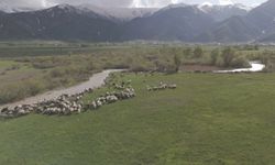 Yüksekova’da ovalar yeşile büründü