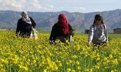 Otlu Peynirin Lezzet Sırrı Yüksekova’dan Geliyor!