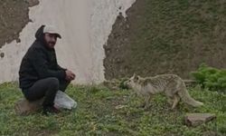 Köy sakinleri karşılaştıkları tilkiyle dostluk kurdu