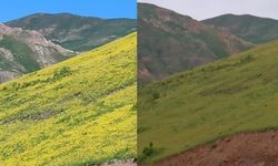 Hakkari’de güneşle açan, gün batımında yok olan çiçekler