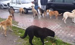 Resmî Gazete’de Yayımlandı: Hakkari’de Sahipsiz Hayvanlar için karar!