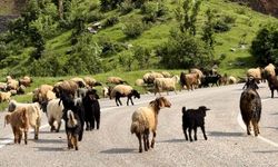 Hakkari ve ilçelerinde hayvan hareketlerine yasaklama kararı