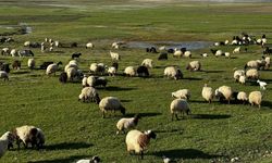 Hakkari’de Kurban Bayramı Öncesi 15 Maddelik Şap Tedbiri