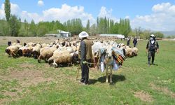 Yüksekova’da Besicilerin Zorlu Yayla Yolculuğu Başladı