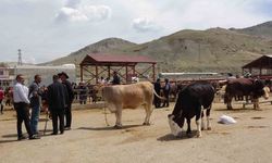 Van’da kurbanlıklar görücüye çıktı