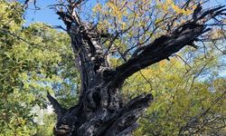 Arapgir’de 800 Yıllık Menengiç ağacı için tescil çalışması