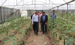 Cizre’de 2,5 milyon TL değerinde 50 çiftçiye verilen badem ve fıstıkların dikimi yerinde inceleme