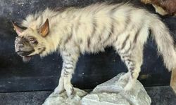 Çizgili sırtlanın tahniti yaptırıldı