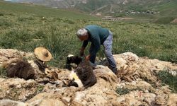 Yüksekova’da koyun kırkma mesaisi başladı
