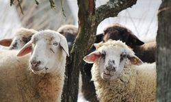 Bakan Yumaklı'dan, bayramda satılamayan kurbanlıklarla ilgili önemli haber