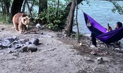 Tunceli’de kampçıların davetsiz misafiri: Anne ayı ve 2 yavrusu