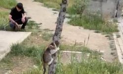 İki Kardeşin Şefkati İki Yavru Kediyi Hayata Bağladı