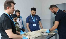 Üniversite desteğiyle en az 200 sokak köpeği kısırlaştırıldı