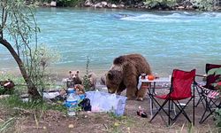 Anne ayı ve yavruları piknik sofrasına konuk oldu