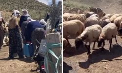 Yüksekova’da Yaz Mesaisi: Berivanlar Sıcaklara Aldırmadan Yayla Yolunda
