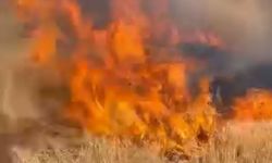 Şanlıurfa’da buğday tarlası küle döndü