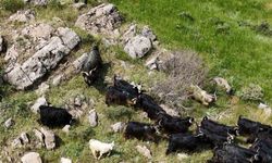 Bitlis’te kaçan 26 kurbanlık keçi dronla bulundu