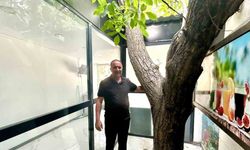 Van’da asırlık ceviz ağacı iş yerinin ortasında yaşatılıyor