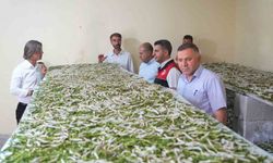 "Böcekle mi uğraşacaksın" sözlerine aldırmadı, binlerce lira kazandı