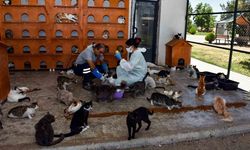 Diyarbakır’da 6 ayda 10 bin hayvan ihbarına müdahale