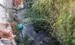 Hakkari’de toprak evin tavanına yuva yapan yılanlar doğaya salındı