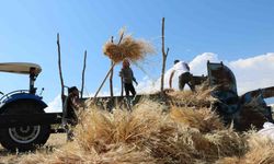 Tercan’da hububat tarlalarında hasat başladı
