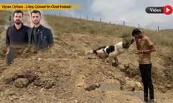 Vefalı Köpek Sahibinin Mezarı Başından Ayrılmıyor