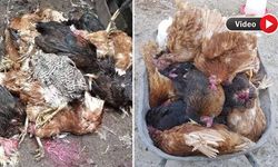 Yüksekova'da Tilki kümese girdi: 50 tavuk telef oldu, 15 tavuk kayıp!