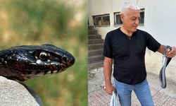 Tuvalete giren karayılan, yakalanarak doğal ortamına bırakıldı
