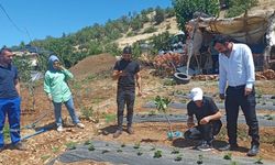 Siirt’te bitkisel üretim alanlarında hastalık ve zararlı takibi sürüyor