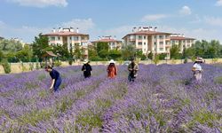 Van YYÜ’de 10 yılda 300 tür bitki yetiştirildi
