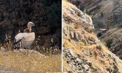 Derecik’te Yol Kenarında Akbaba Görüntülendi