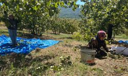 Fındık hasadı başladı, tırpan ücretleri rekor kırdı