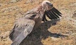 Hakkari’de tedavi edilen kızıl akbaba doğaya salındı