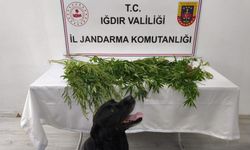 Iğdır’da jandarmadan uyuşturucu operasyonu: 1 tutuklama