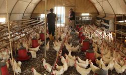 30 tavukla başladığı işletmesinde bin 700 tavuğa ulaştı