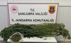 Şanlıurfa’da uyuşturucu operasyonu: 12 gözaltı