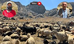 İki Yakalı Berivanlar Yıllar Sonra Yaylalarına Geri Döndü