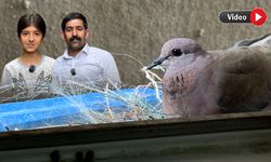 Yüksekova’da Aynı Eve İki Yıldır Yuva Kuran Kumruya Baki Ailesi Sahip Çıkıyor