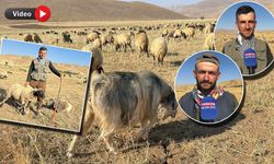 Şap (SAT-1) Hastalığı Yüksekovalı Çiftçileri Mağdur Etti