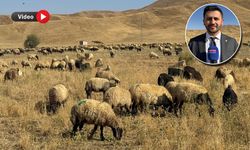 Yüksekova'da hayvan sayısı son yıllarda büyük artış gösterdi