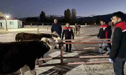 Erzincan canlı hayvan pazarı yeniden açıldı