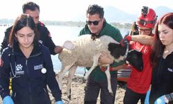 Sel felaketi riski taşıyan İzmir’de AFAD’dan tatbikat