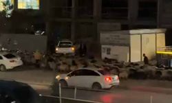 Koyun Sürüsü Kent Merkezinde İlginç Görüntülere Sahne Oldu