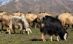 Yüksekova’da otlatılan koyunlar kayboldu