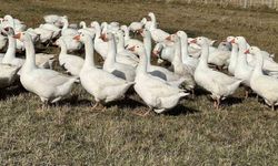 Kars’ta sofralarının vazgeçilmezi: ’Kar yiyen kazlar’ kesime hazır