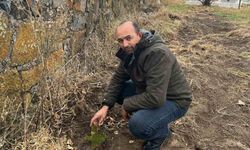 Kars’ta muhtarı Kayaköprü köyünde fidanlar toprakla buluştu