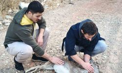 Köpeklerin saldırdığı yavru dağ keçisini 3 kilometre sırtında taşıdılar