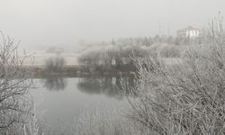 Ardahan'da ağaçlar kırağı tuttu