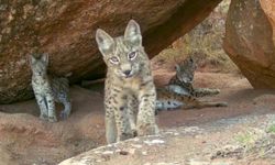 Ormanın hayaletleri ailece görüntülendi